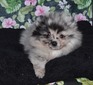 CHAPPIE (MAGIX'Z CHUBBY)