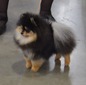 COOPER (MAGIX'Z NO MORE MR NICE GUY)