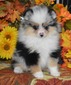 SHILOH (MAGIX'Z SHILOH)