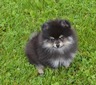 TANNER (MAGIX'Z TINY DANCER TANNER)