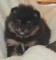 LOLA (MAGIX'Z LITTLE MISS LOLA)