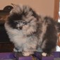 JASPER (MAGIX'Z DIAMOND IN THE ROUGH)
