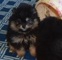 STASSI (MAGIX'Z MYSTERIOUS MISS MAIZEY)