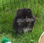 MEEKO (MAGIX'Z KING OF THE MOUNTAIN)